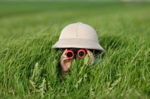 binoculars, searching in long grass