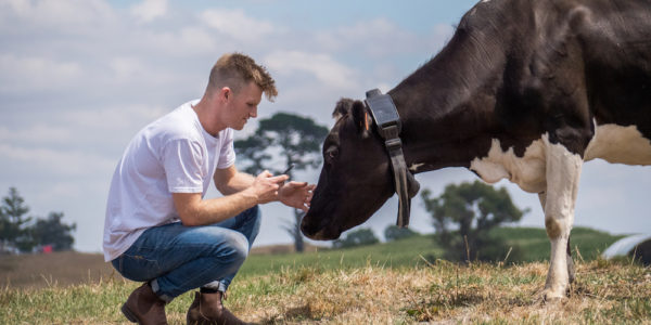 New Zealand agritech startup Halter has raised $29 million in Series B for a ‘cowgorithm’ to create fenceless farming