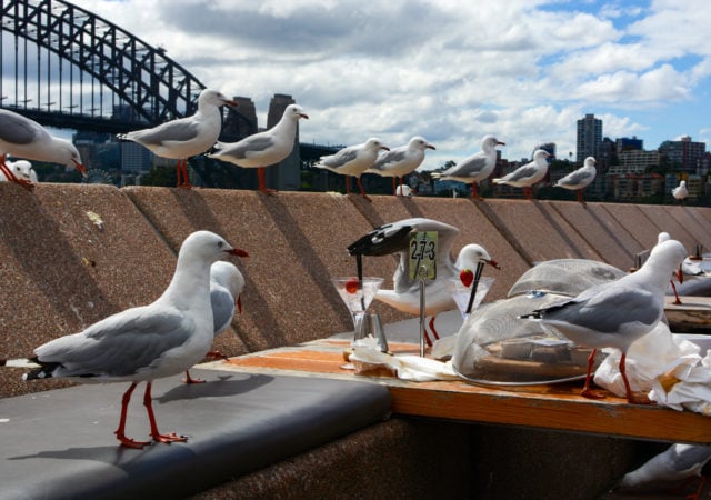 Sydney, seagulls, lockdown