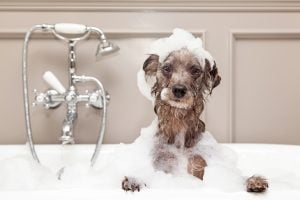 dog in bubble bath