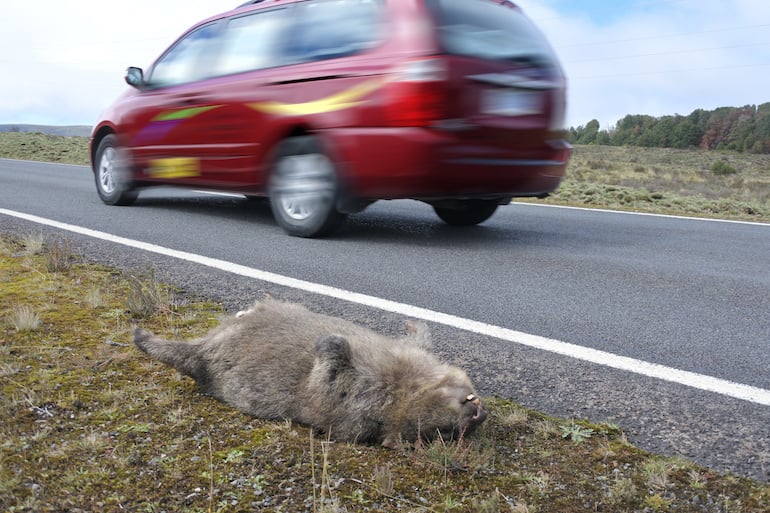 road kill, wombat