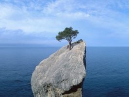 resilience, tree on rock, survivor