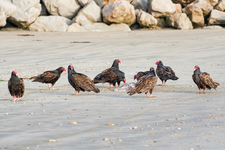 Turkey vultures, scavenging on Californian beach