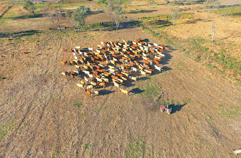 outback cattle muster