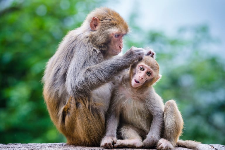 Curious macaque monkeys grooming