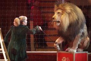 Lion taming circus