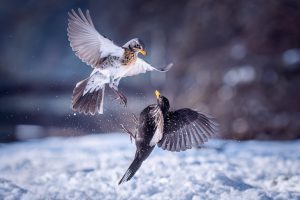 Fieldfare ( Turdus pilaris) versus Blackbird (Turdus merula) - struggle for food